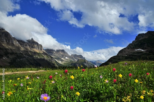 A colorful wild flowers valley Logan Pass, Montana. Going to the Sun roads' west glacier Logan Pass, Reynolds Mountain, and Clements Mountain tower over fields of wildflowers that carpet the ground.  photo