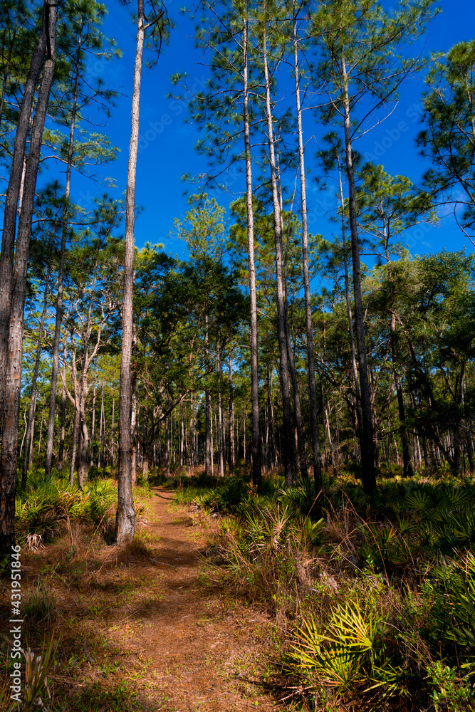 path in the forest