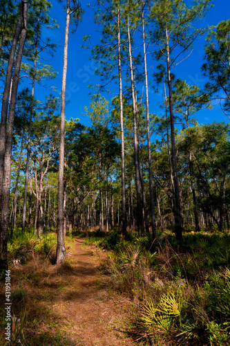 path in the forest