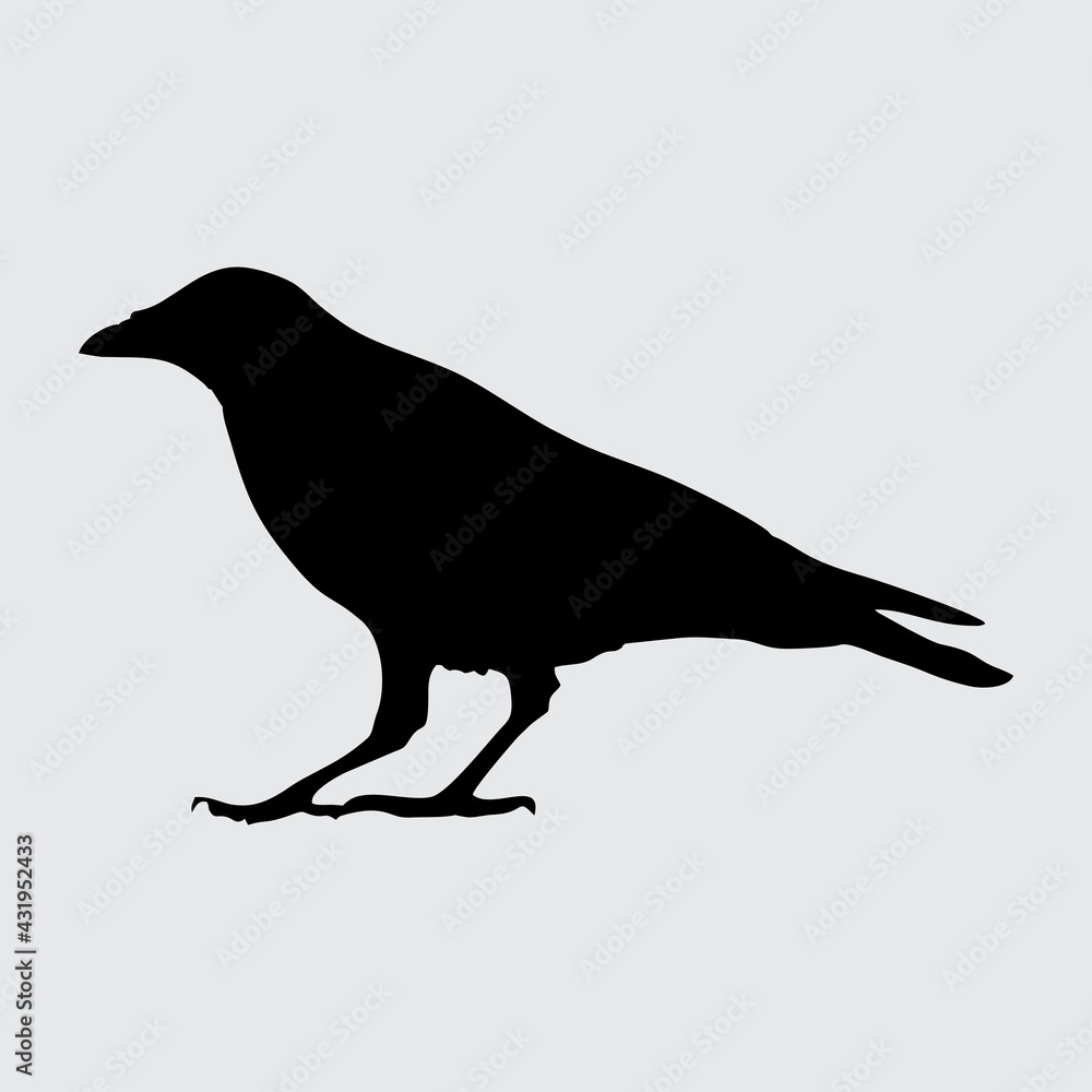 Fototapeta premium Crow Silhouette, Crow Isolated On White Background