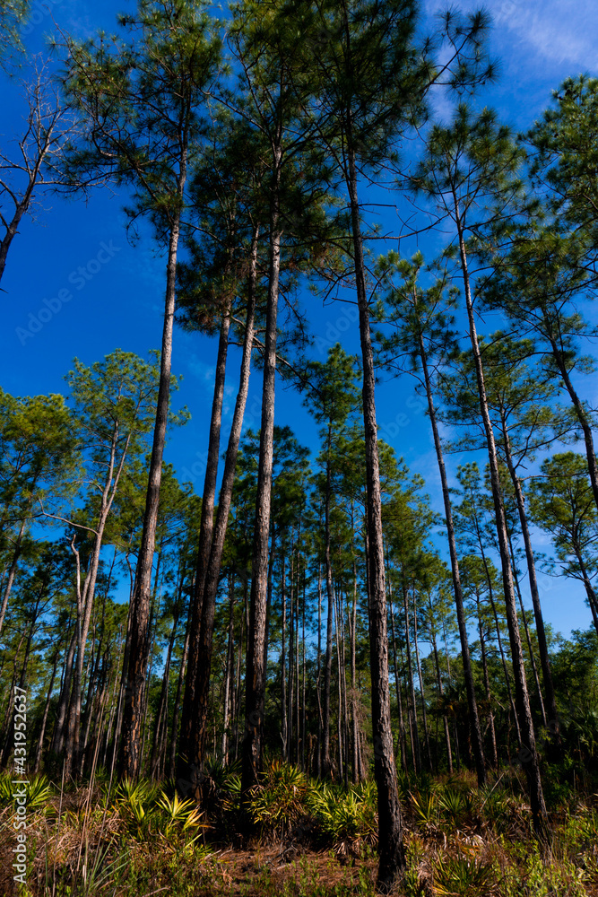 trees in the forest trees in the forest