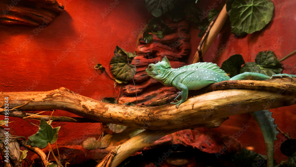 Fototapeta premium Reptiles at the zoo. A bright turquoise lizard. Cage in a terrarium, zoo