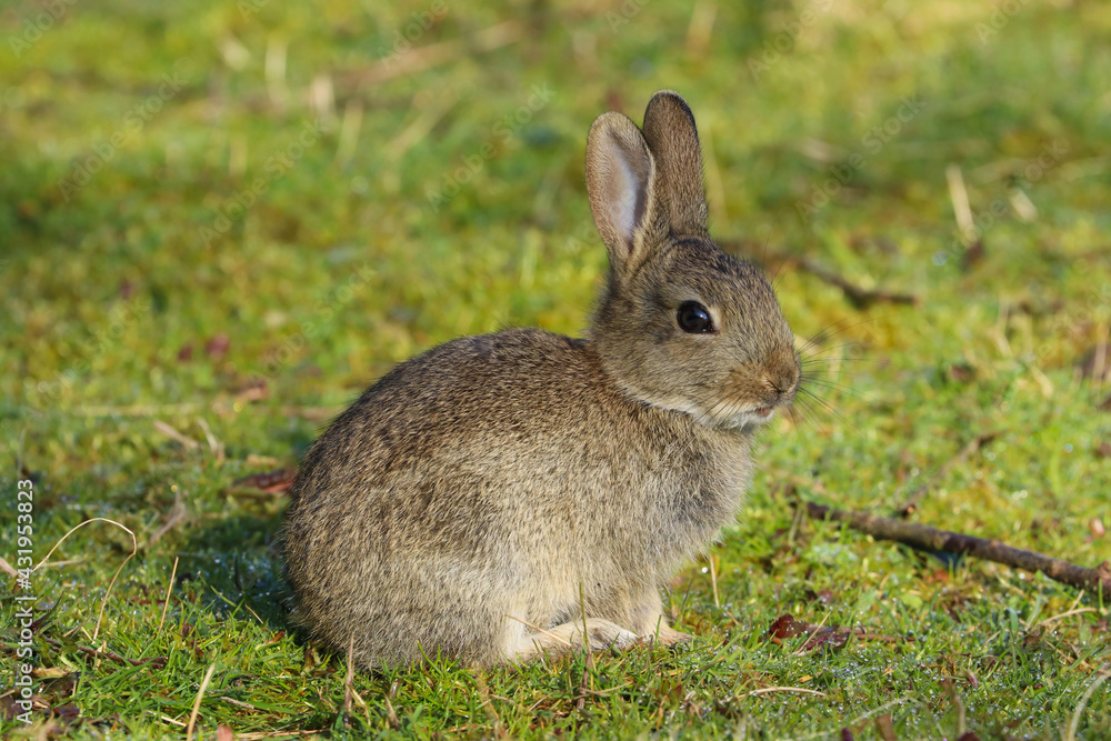 Fototapeta premium Wild Rabbit (Oryctolagus cuniculus) sitting in a field.