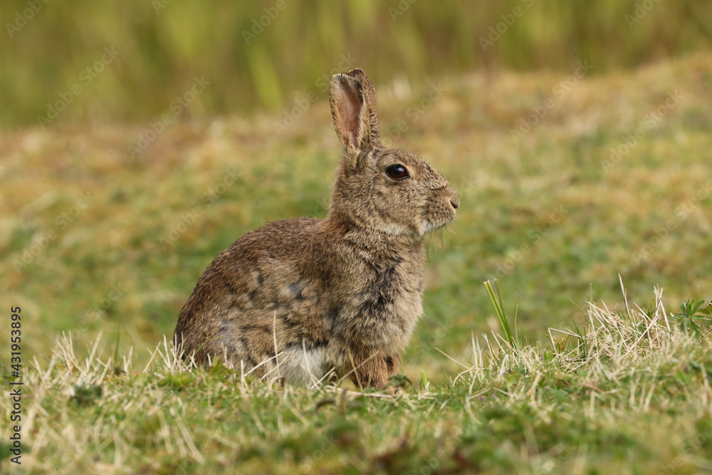 Wild Rabbit (Oryctolagus cuniculus) sitting in a field. Wild Rabbit (Oryctolagus cuniculus) sitting in a field.