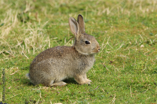 Wild Rabbit  Oryctolagus cuniculus  sitting in a field.