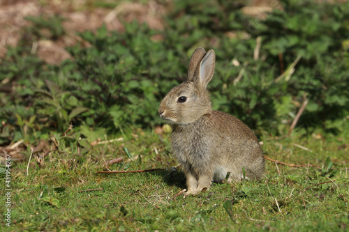 Wild Rabbit (Oryctolagus cuniculus) sitting in a field.