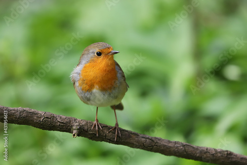 Close up of a robin redbreast  erithacus rubecula  perched on a branch  UK