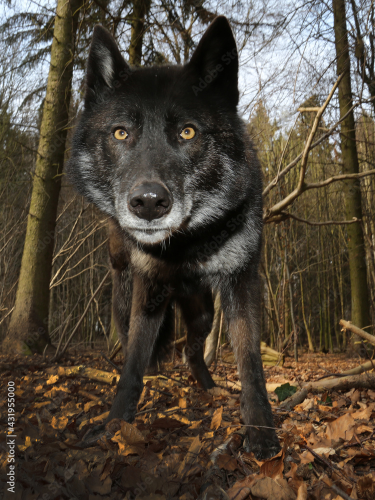 schwarzer Wolf aus der Froschperspektive im Wald mit Weitwinkel, Hybrid aus 70% Wolf und 30% Hund schwarzer Wolf aus der Froschperspektive im Wald mit Weitwinkel, Hybrid aus 70% Wolf und 30% Hund