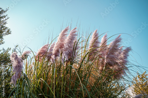Pink pampas grass 