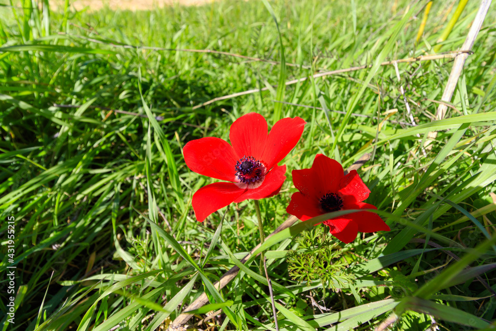 Obraz premium Wide angle photography of red anemones surrounded by green grass