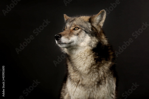 Portrait von einem Wolf vor schwarzem Hintergrund  Hybrid 70  Wolf  30  Hund