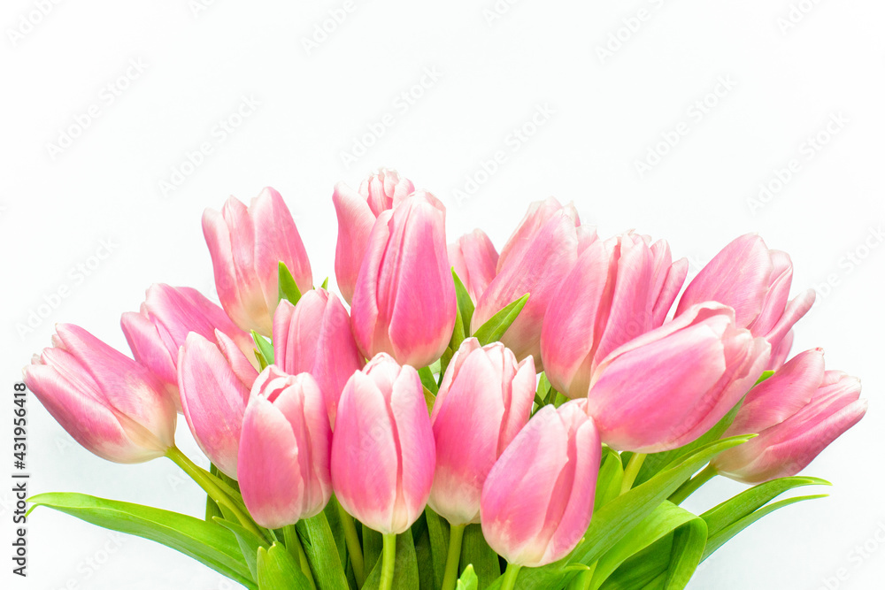 Bouquet of pink tulips on a white background. The tops of flower buds. Side view.  Valentine's Day. Easter. Mother's day. Spring flowers