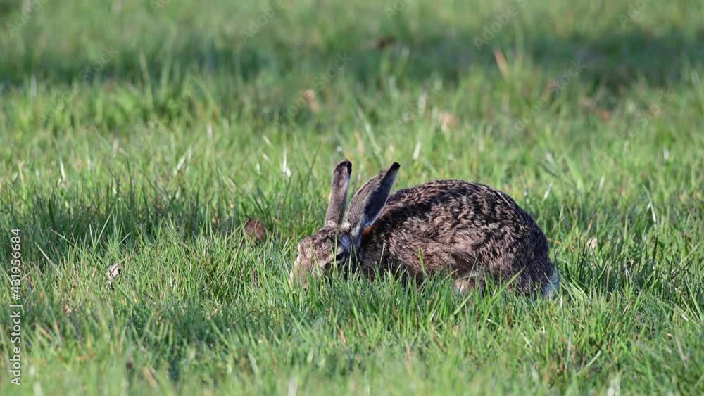Brown hare searchs food on the meadow, spring (lepus capensis), germany
Brown hare searchs food on the meadow, spring (lepus capensis), germany