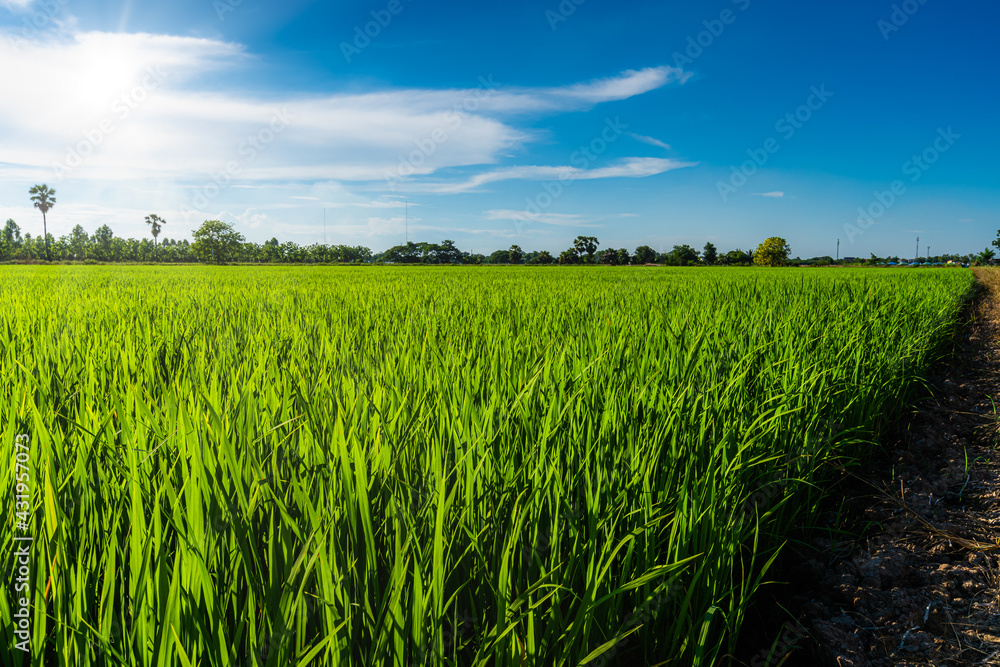 Scenic view landscape of Rice field green grass with field cornfield or in Asia country agriculture harvest with fluffy clouds blue sky daylight background. Scenic view landscape of Rice field green grass with field cornfield or in Asia country agriculture harvest with fluffy clouds blue sky daylight background.