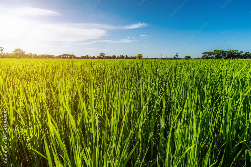 Scenic view landscape of Rice field green grass with field cornfield or in Asia country agriculture harvest with fluffy clouds blue sky daylight background. Scenic view landscape of Rice field green grass with field cornfield or in Asia country agriculture harvest with fluffy clouds blue sky daylight background.