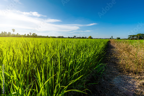 Scenic view landscape of Rice field green grass with field cornfield or in Asia country agriculture harvest with fluffy clouds blue sky daylight background.