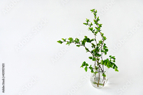 tree branch with young green leaves in a glass vase on a white background. Space for text