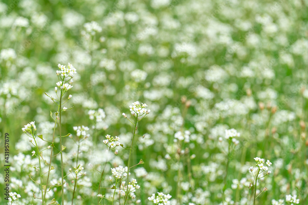 white small flowers in green grass. close-up of beautiful spring flowers