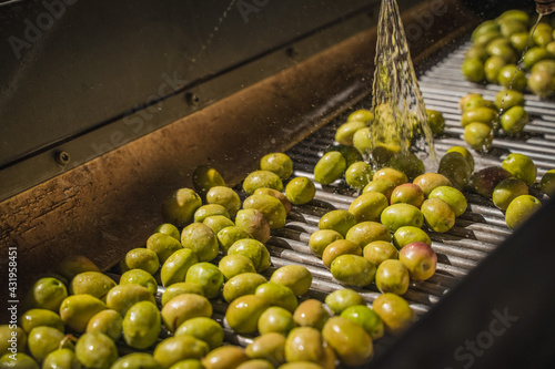 Green olives get wash in production line for being olive oil