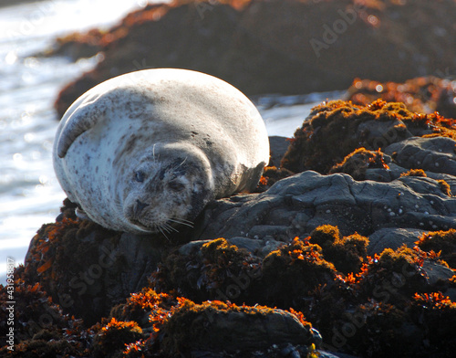 seals resting at the coast of Central California at Piedras Blancas nature reserve  photo