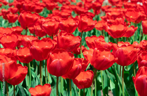 Fresh red tulip flowers in the garden © Alisa