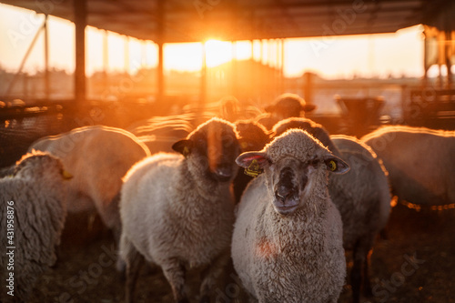 Fototapeta Naklejka Na Ścianę i Meble -  A sheep in a barn looking at the camera at sunset