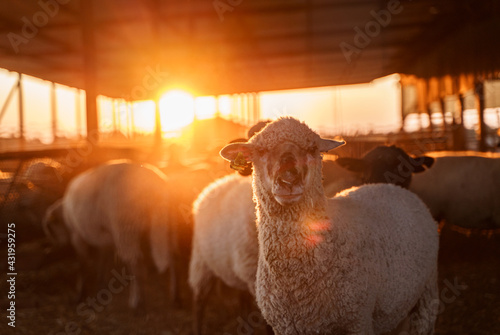 Vászonkép A sheep in a barn looking at the camera at sunset