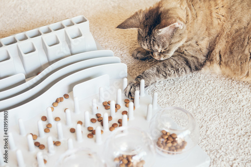 Close-up, playful cat is touching and punching kibble food with paw. Entertaining, mental challenge game for kitty, can be used for daily feeding with dry food and snacks. Slow feeder toy. 
