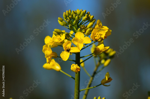 Beginning rape blossom in the spring. photo