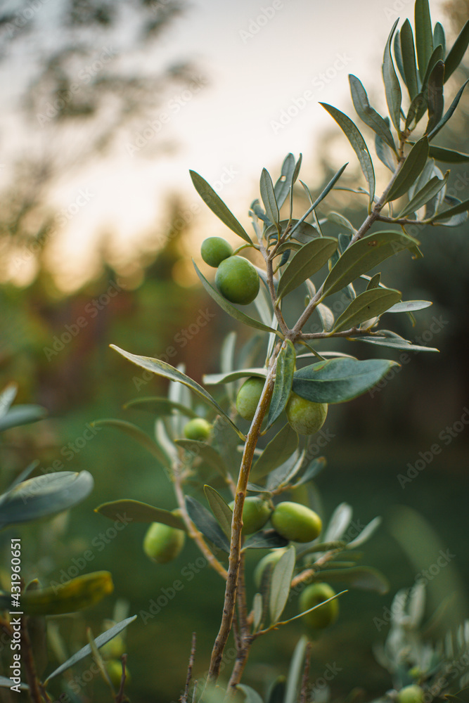 Green olives growing on tree branch Green olives growing on tree branch