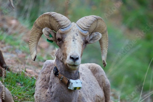 Bighorn Ram with tag and radio collar
