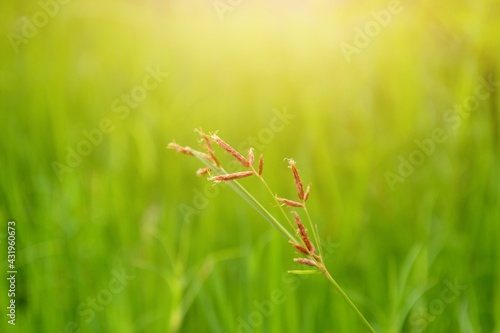 grasshopper on the grass © Afi
