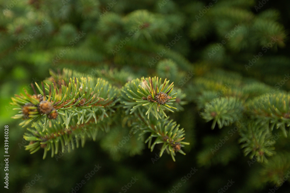Close-up of beautiful green spruce branches with growing cones in the garden. Shallow depth of field