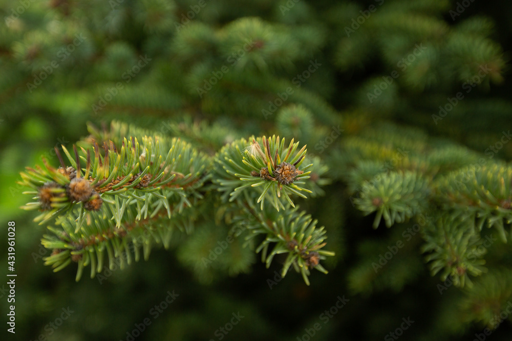 Close-up of beautiful green spruce branches with growing cones in the garden. Shallow depth of field Close-up of beautiful green spruce branches with growing cones in the garden. Shallow depth of field