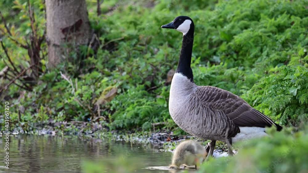 Canada goose with one gosling standing at the lake shore and watch, spring, (branta canadensis), germany Canada goose with one gosling standing at the lake shore and watch, spring, (branta canadensis), germany