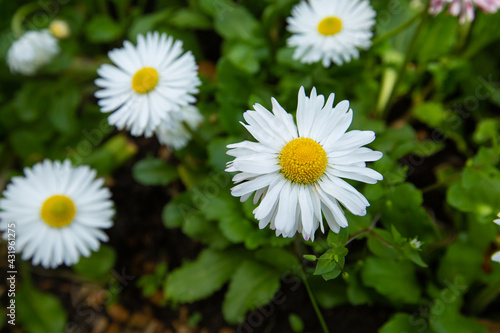 daisies in a garden