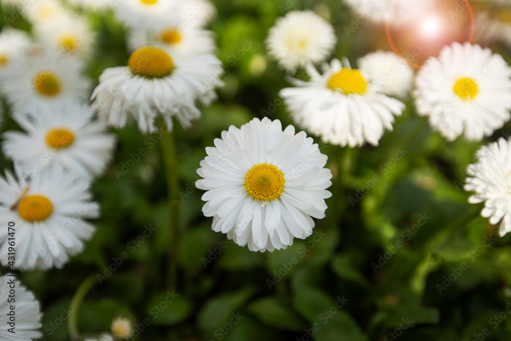 blooming daisies with white-yellow flowers and green grass, shallow depth of field. spring flowers in the meadow blooming daisies with white-yellow flowers and green grass, shallow depth of field. spring flowers in the meadow