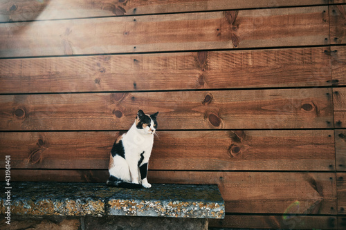 Tricolor cat against wooden wall outdoors.