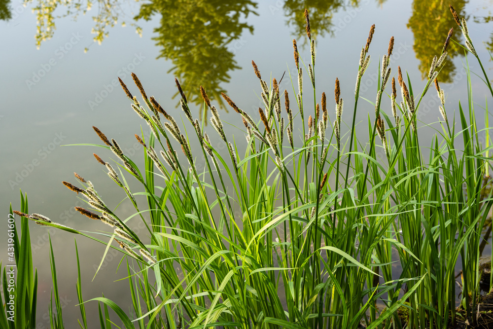 Obraz premium Blooming sedge Carex 