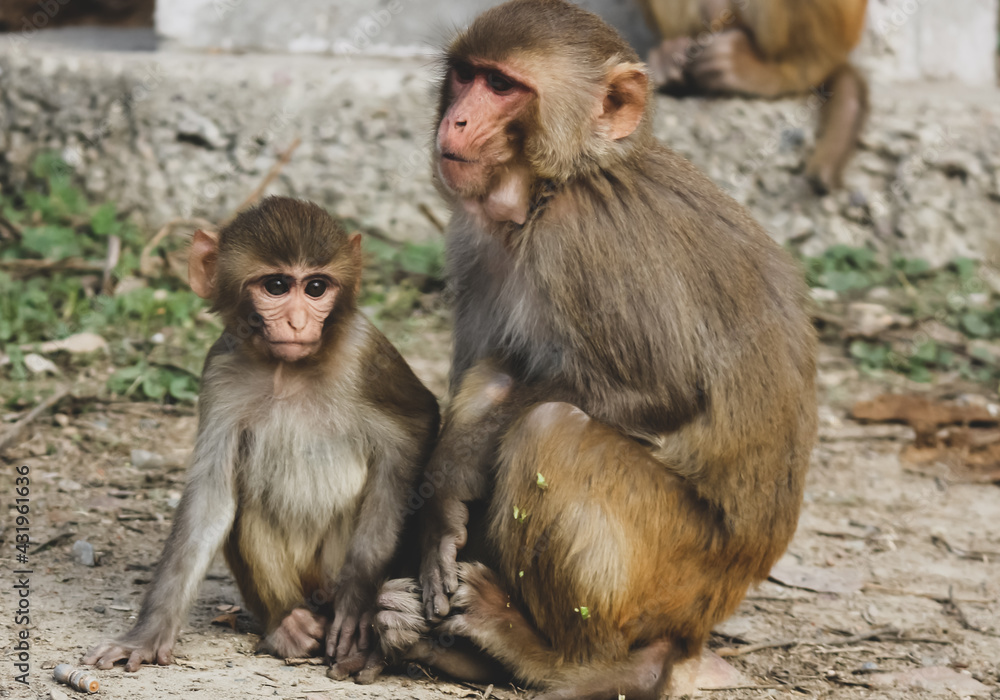 closeup portrait of mother and baby baboon sitting closeup portrait of mother and baby baboon sitting