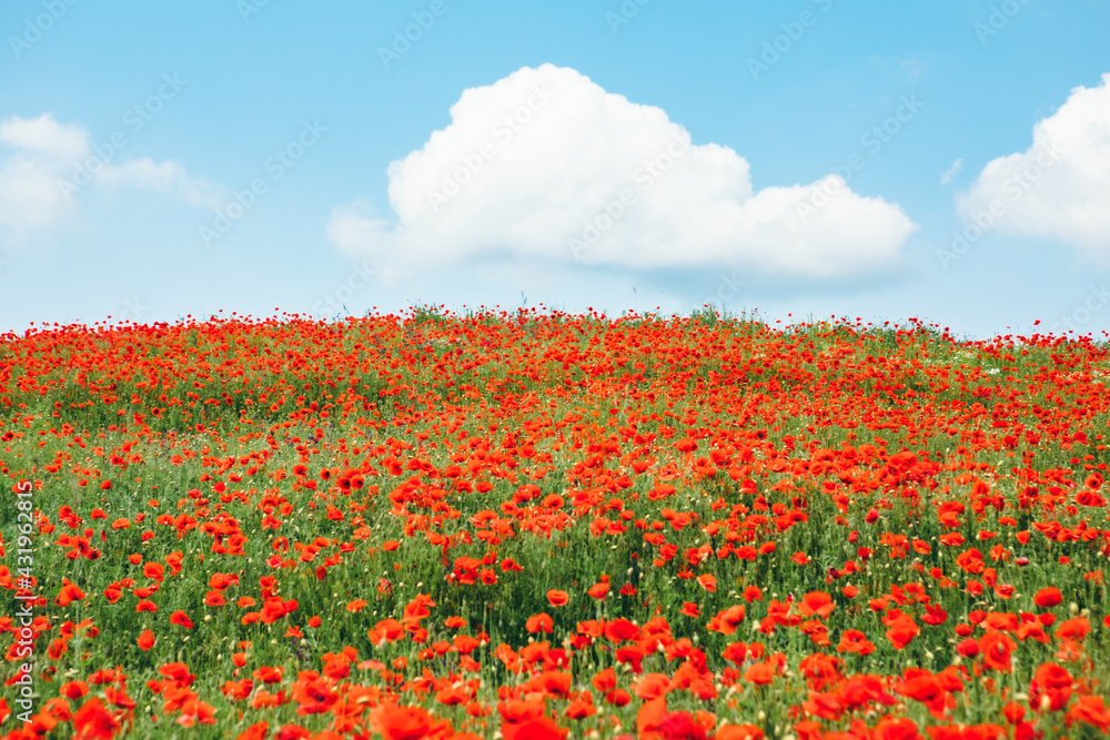 view of the field with blooming poppy flowers