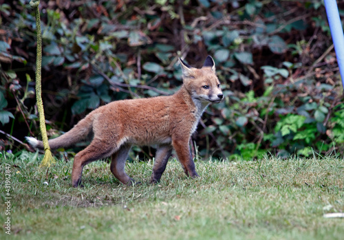 Urban fox cubs exploring the garden