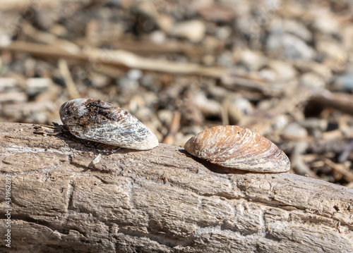 Shells on wood