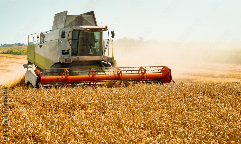 Fototapeta premium Rotary straw walker cut and threshes ripe wheat grain. Man in combine harvesters with grain header, wide chaff spreader reaping cereal ears. Gathering crop by agricultural machinery on field in summer