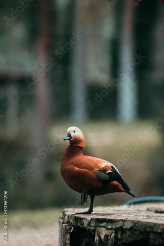 A brown duck standing on one leg and directly looking at camera