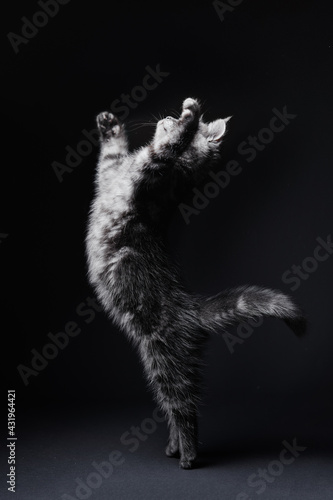 Adorable scottish black tabby kitten plays, hunts and jumps. Studio shot, black background.