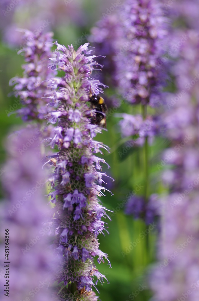 Bee With Flower Bee With Flower