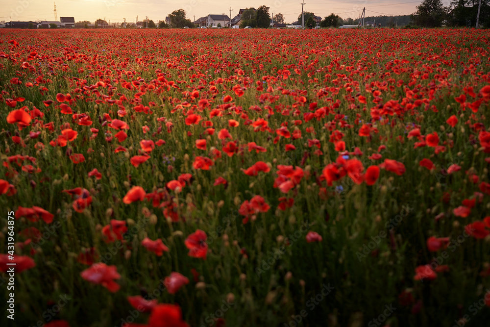 Red poppy field in countryside. Red poppy field in countryside.