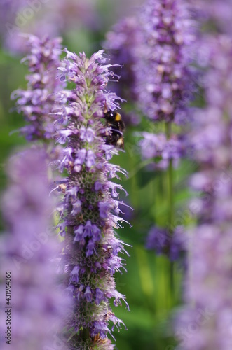 Bee With Flower