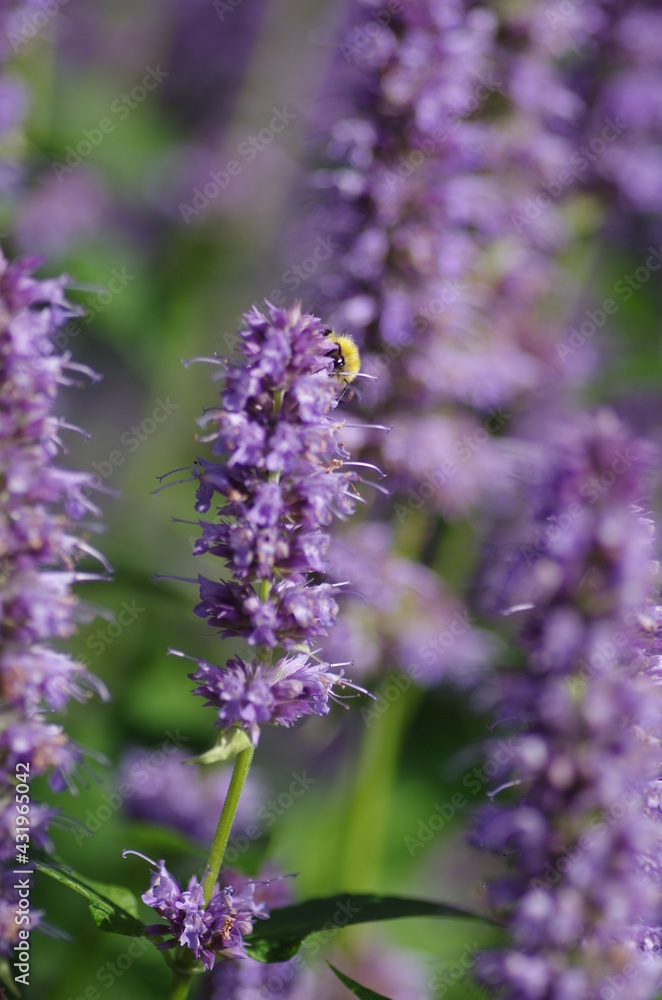 Obraz premium Bee With Flower
